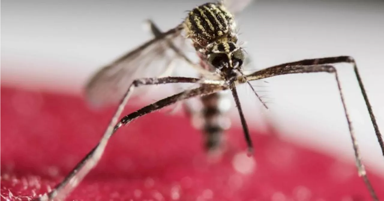 Sospetto caso di Dengue a Busto Arsizio, prima notte di disinfestazione nei quartieri interessati