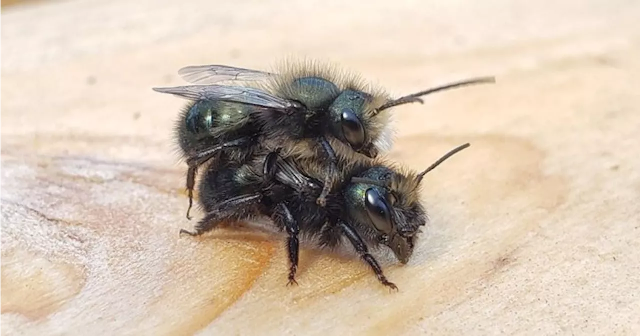 Borrow a bee colony? West Vancouver library loans out pollinators