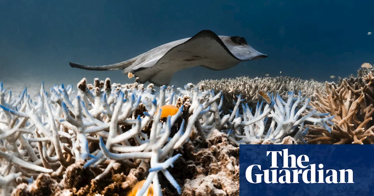 Mass Coral Bleaching Event in Great Barrier Reef