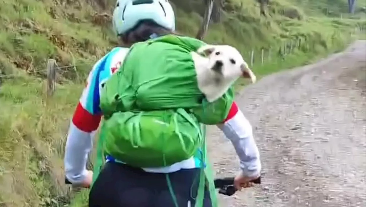 Un cucciolo di cane segue una donna in bicicletta in montagna