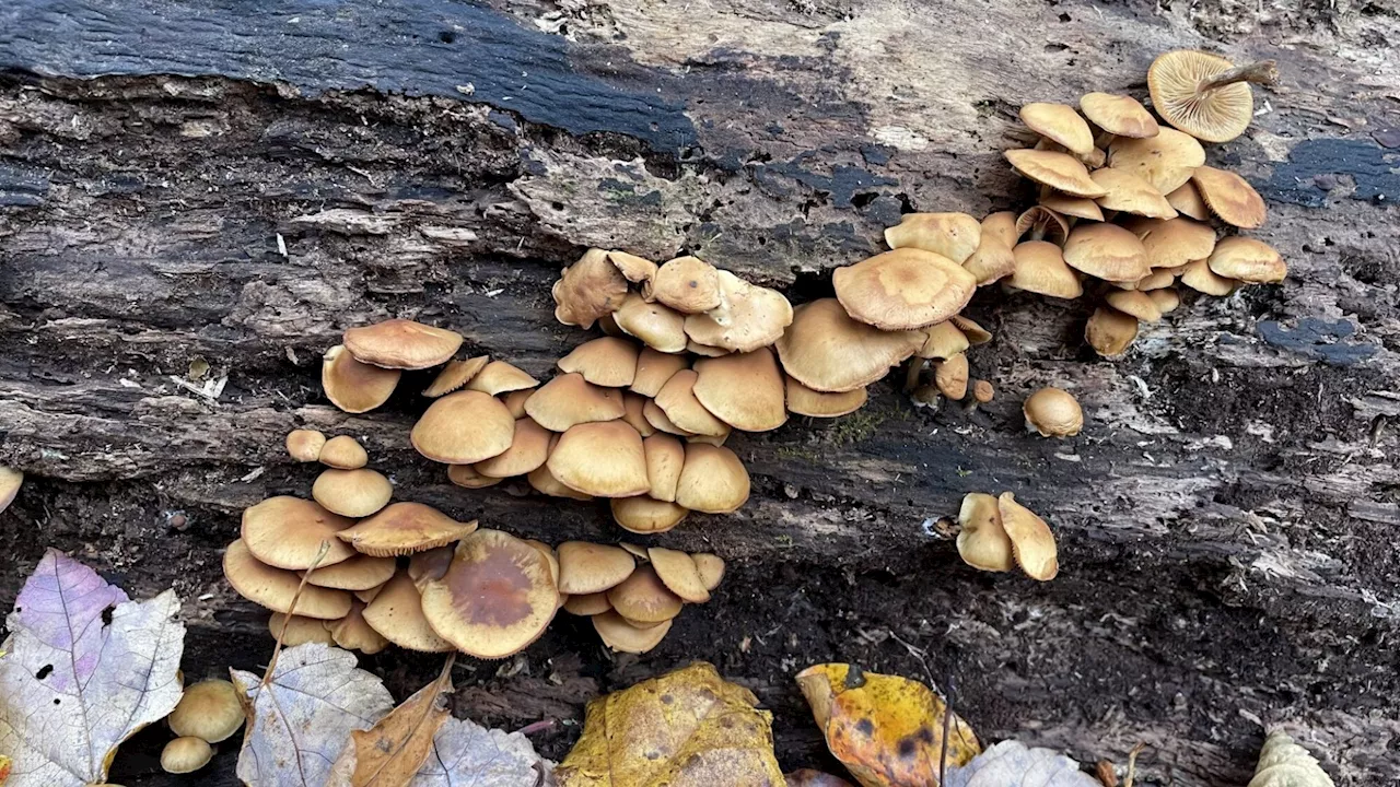 AI strikes again, generates misinformation about toxic mushrooms