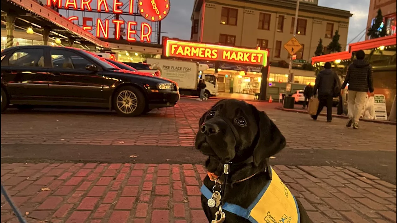 National Puppy Day: Kenmore couple raises seventh puppy to become a Canine Companion