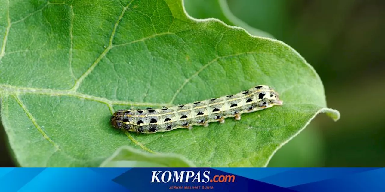 6 Cara Mencegah Ulat Pemakan Batang Menyerang Tanaman dan Kebun