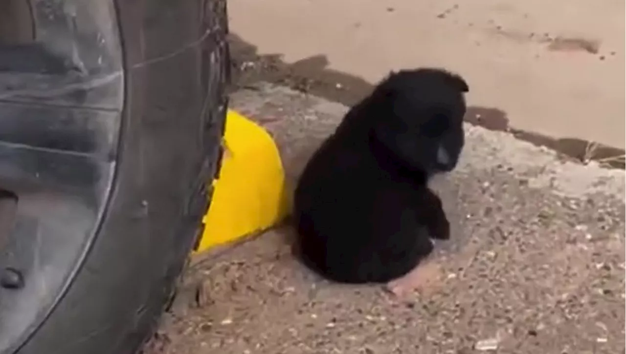 'C'è un piccolo orso che dorme nel parcheggio', ma in realtà è un cucciolo di cane che cerca aiuto