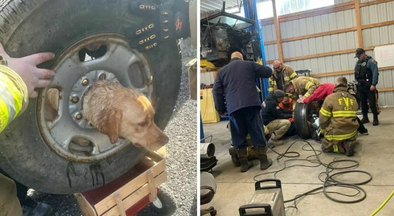 Cagnolina resta incastrata nel cerchione di un'auto, i vigili del fuoco salvano Daisy spaventata e tremante co