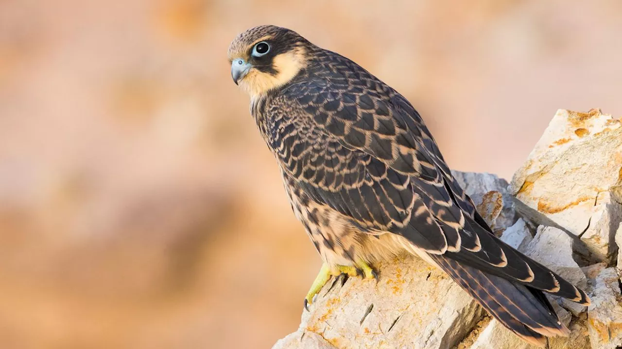 Eleonora's falcon: The raptor that imprisons birds live by stripping their feathers and stuffing them in rocks