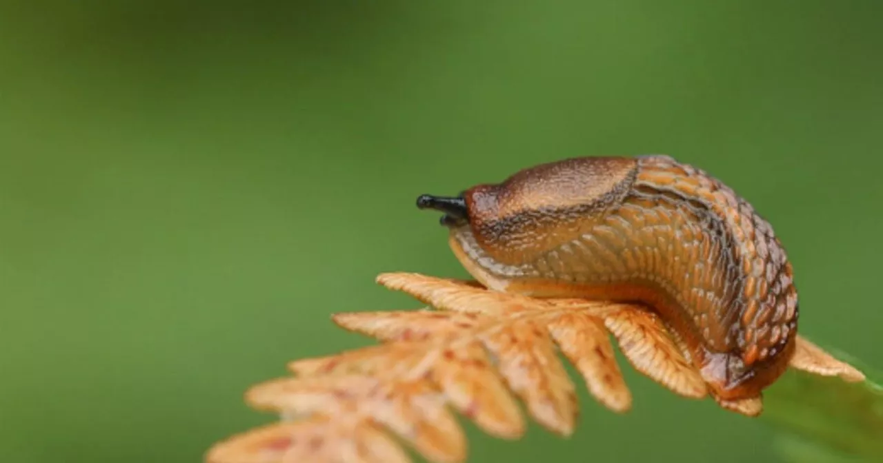 A new 'brain glue' inspired by slug slime could transform neurosurgery