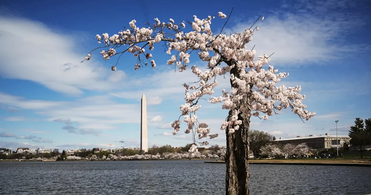 Beloved Japanese cherry blossom tree ‘Stumpy’ makes its last bloom in Washington, D.C.