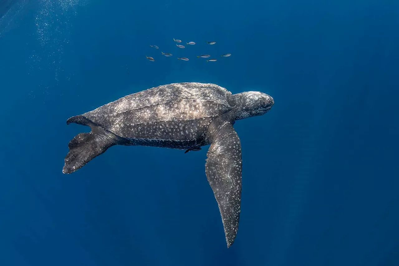 Turtle tagging project is helping protect leatherback migratory routes