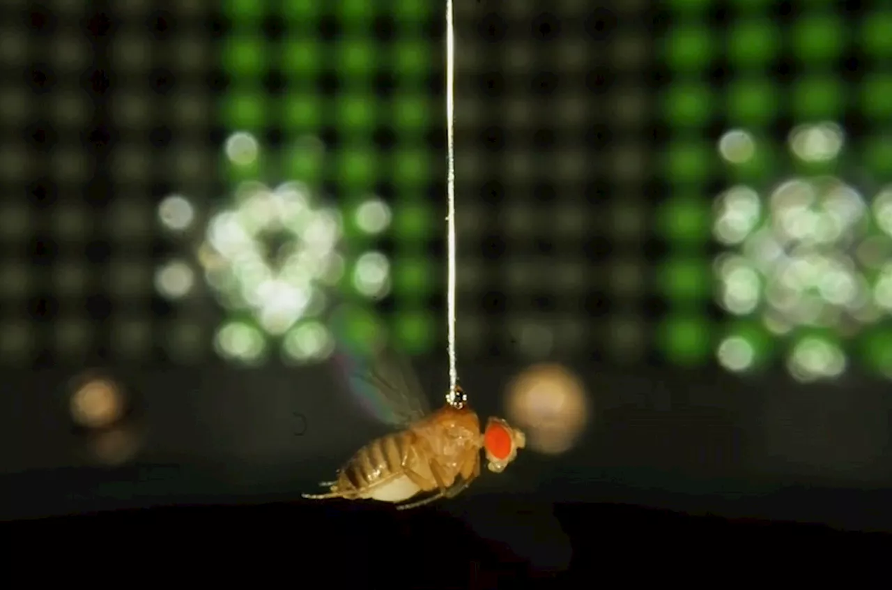 A fly enters a virtual reality chamber, and insect science may never be the same