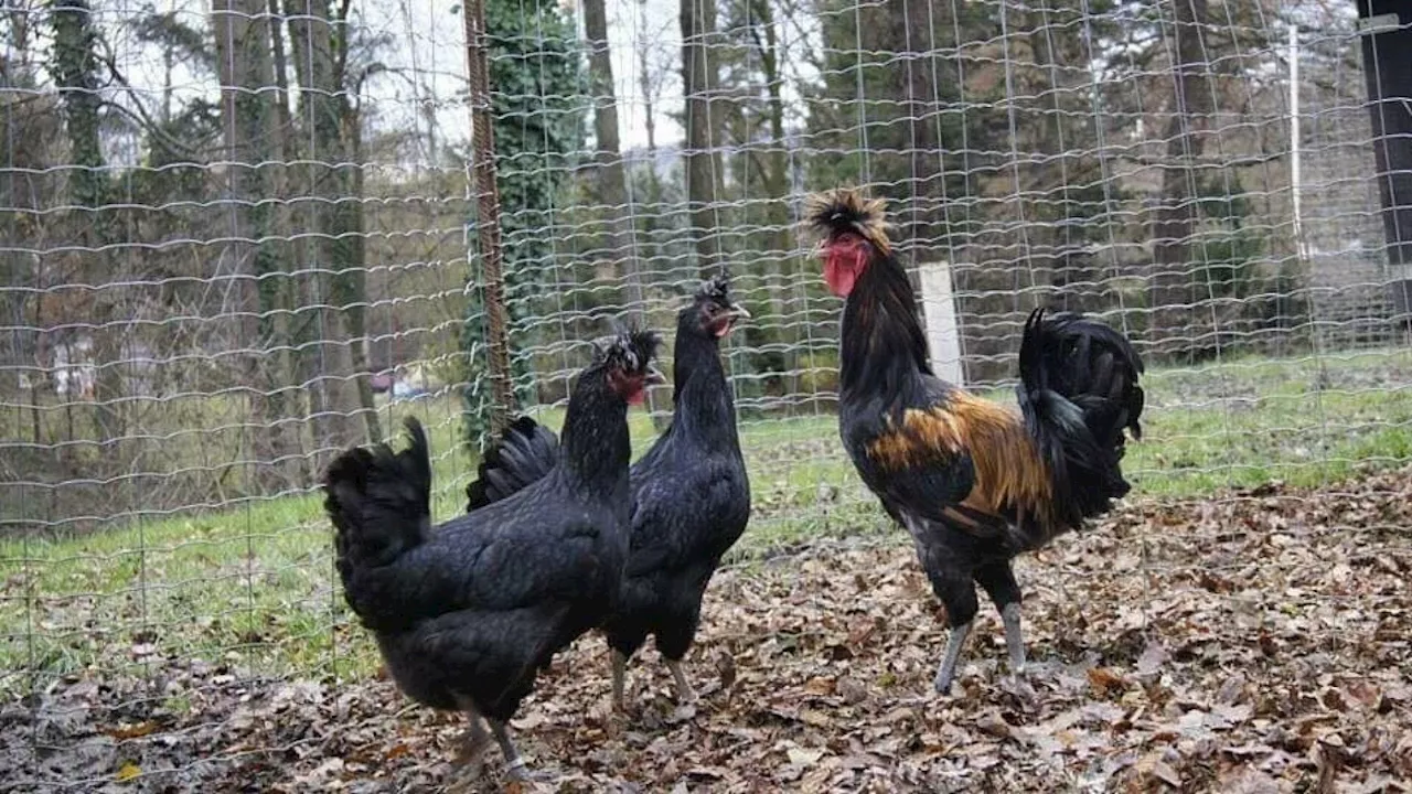 Hühner-Streit in Würnitz: Jetzt reden die Anrainer!