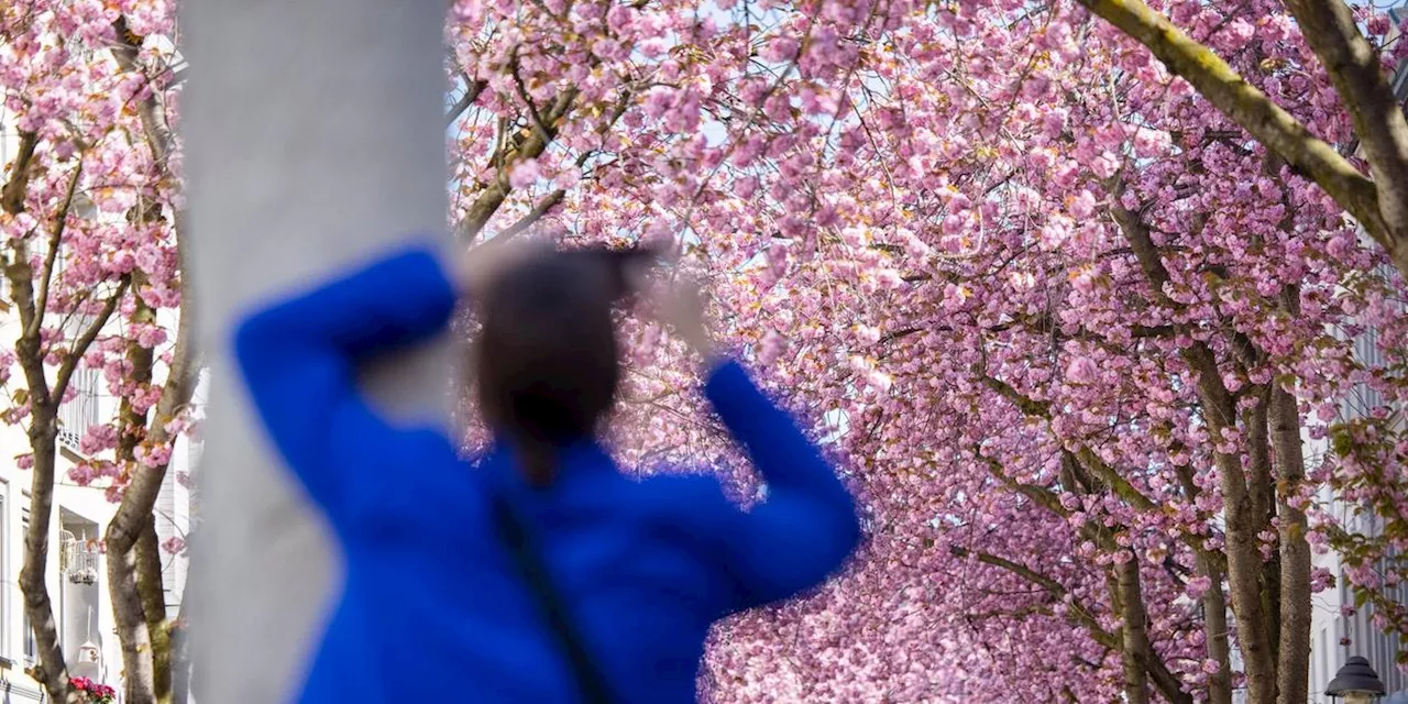 Bonner Kirschblüte könnte zu Ostern erstrahlen