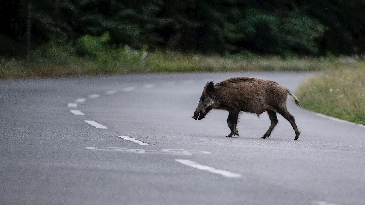 Rheinland-Pfalz & Saarland: Expertentipps zur Begegnung zwischen Wildtier und Mensch