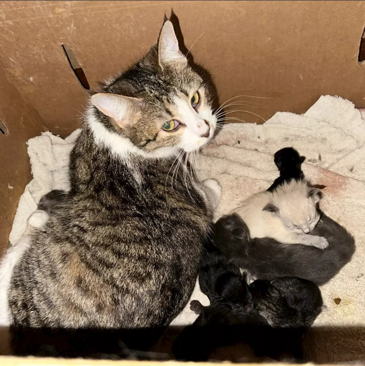More than 200 cats and kittens surrendered from Houston home