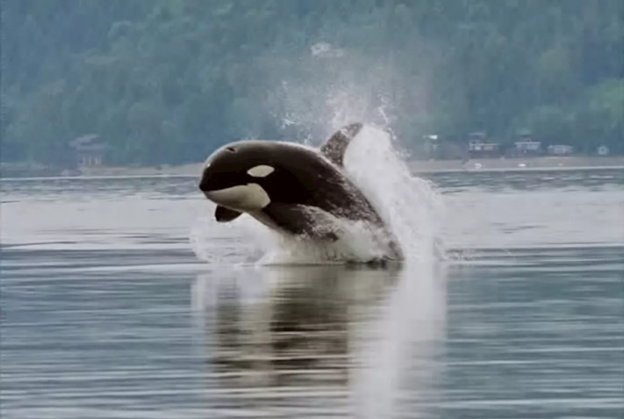 Orcas covered in scars left by 'cookiecutter sharks' may be new population, study says