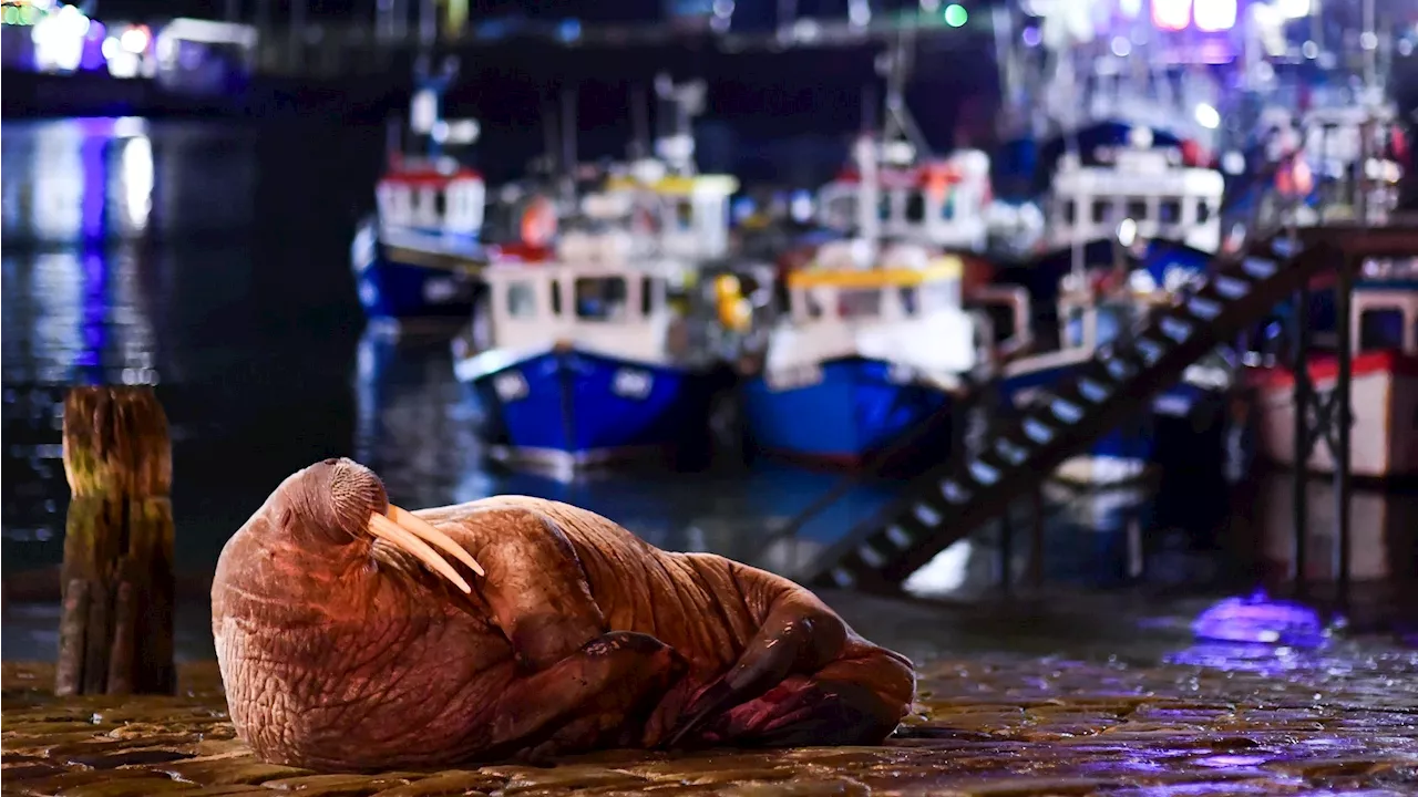 Urban walrus and fighting frogs: The charming winners of the 2024 British Wildlife Photography Awards