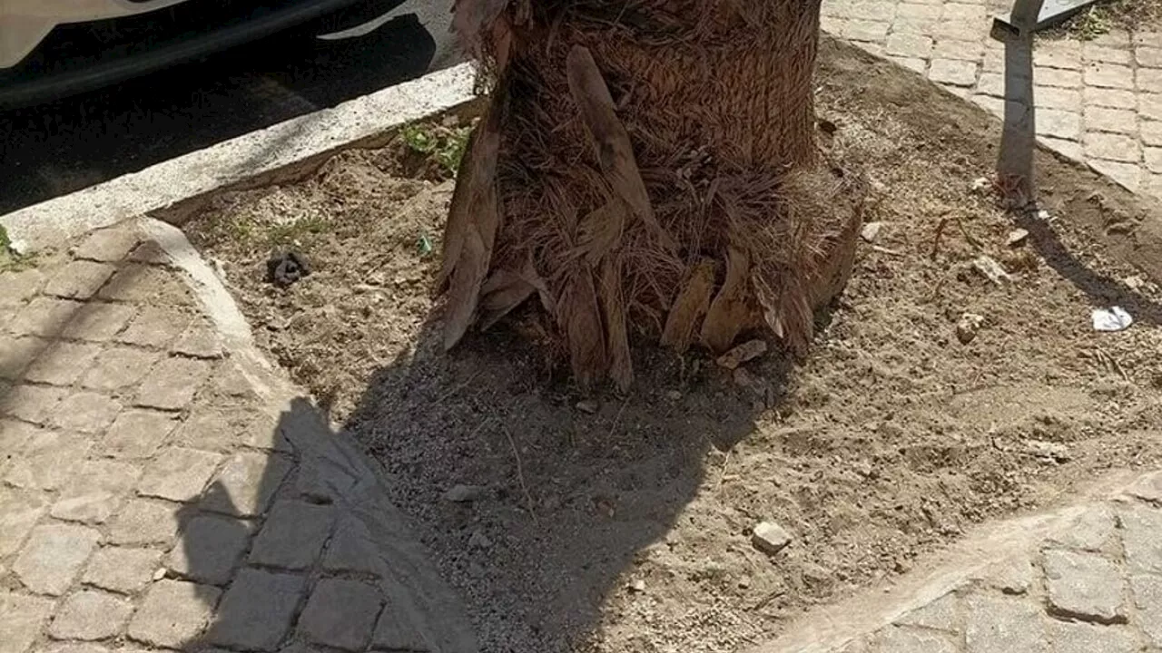 Ostia, via asfalto e sanpietrini dalle radici degli alberi