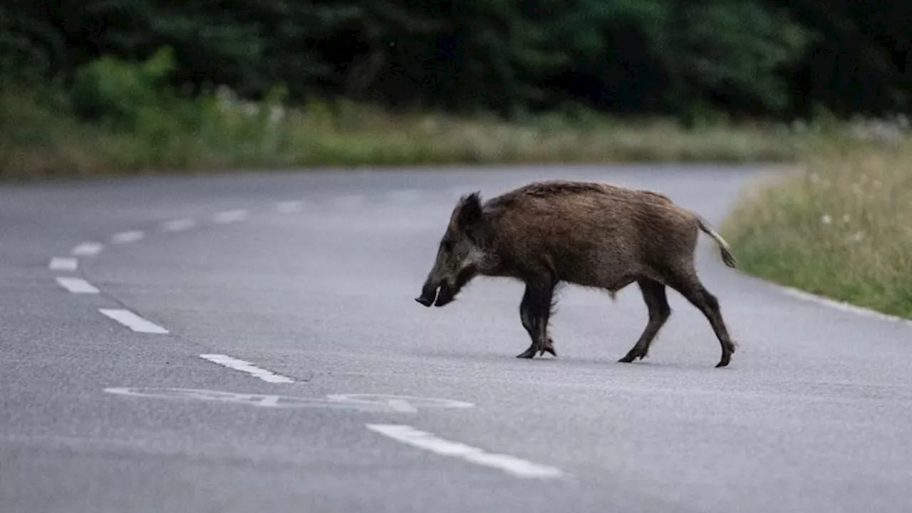 Tiere: Expertentipps zur Begegnung zwischen Wildtier und Mensch