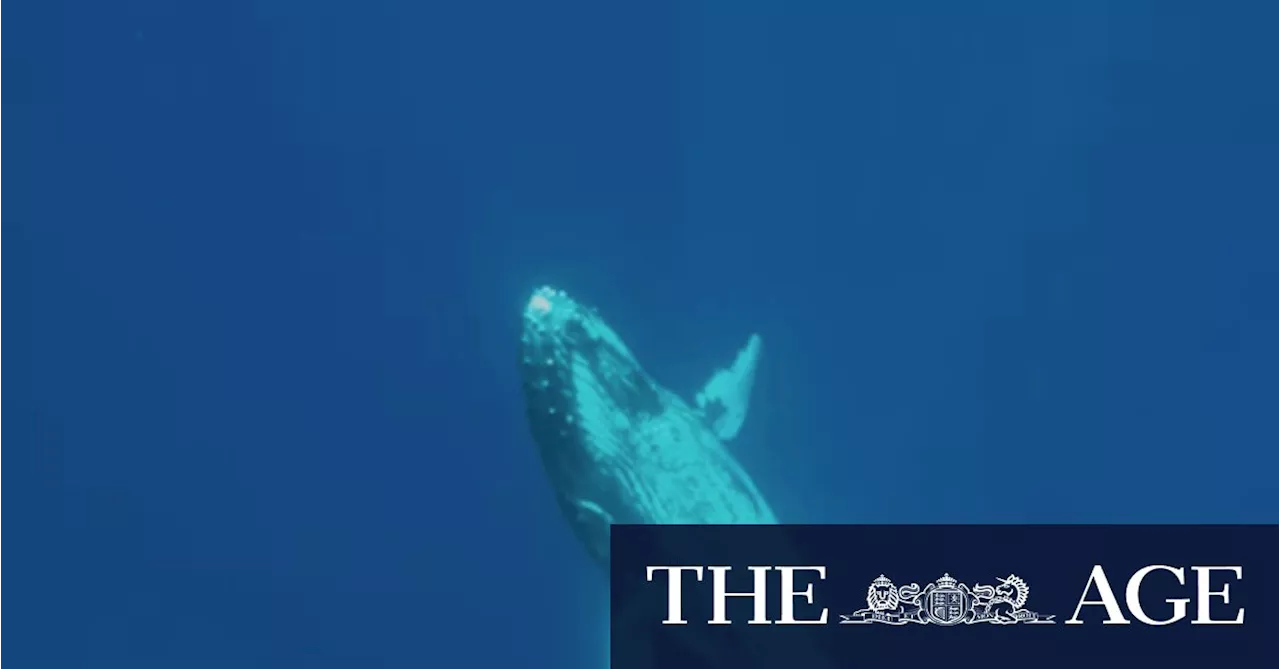 ‘Amazing sound vibrated through my body’: What it’s like when a whale sings near you