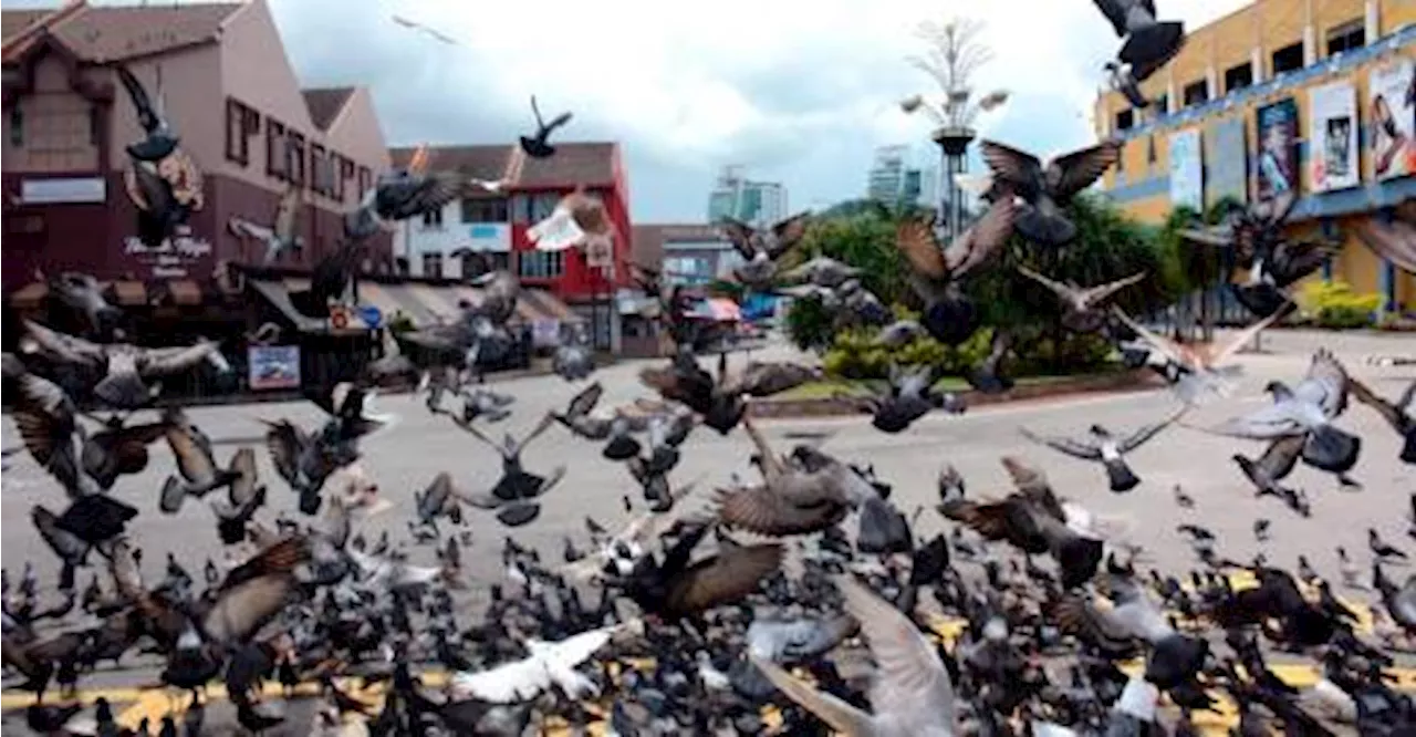 MBPP to take stern action against litterbugs and pigeon feeders