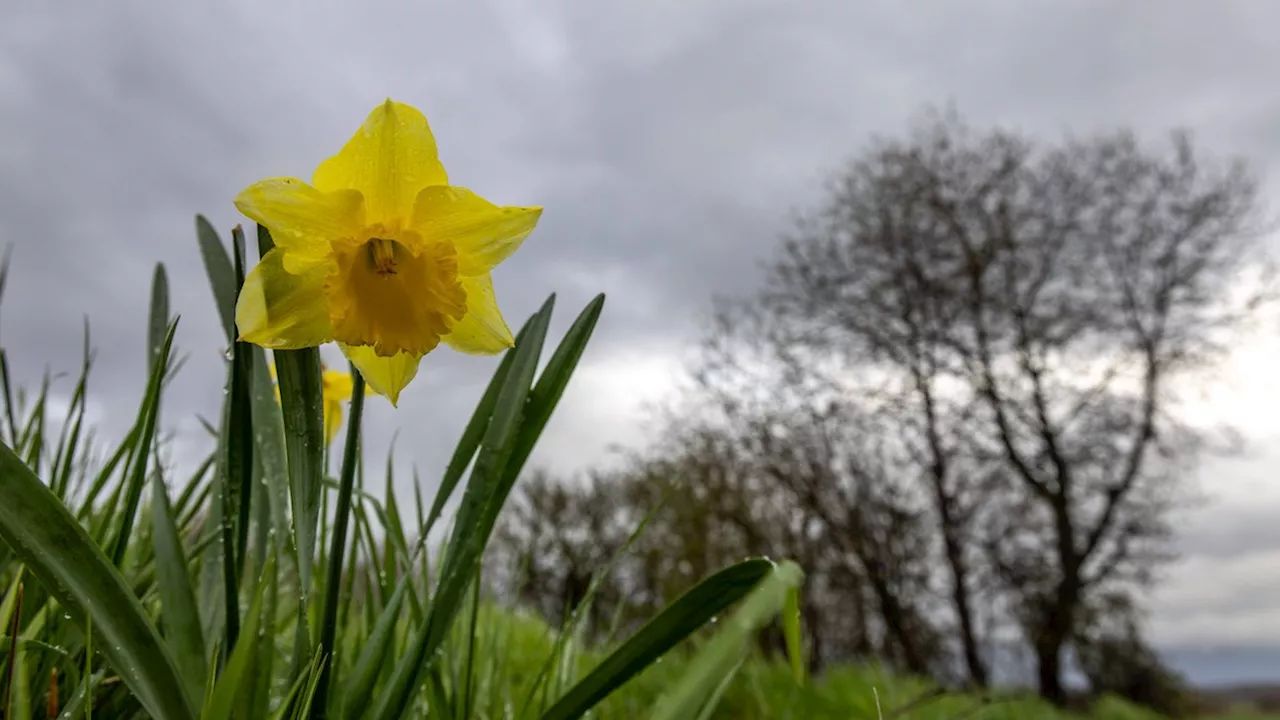 Wetter in Deutschland: Kälte und Schnee am Wochenende – zu Ostern frühlingshaft