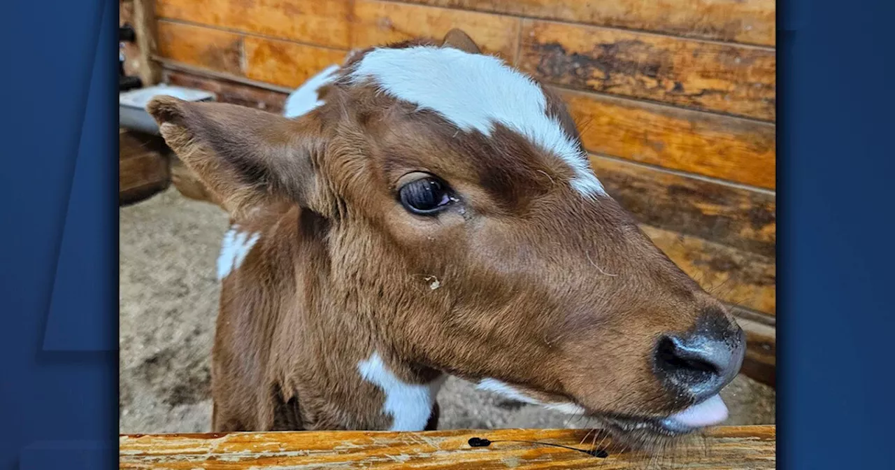 Spring means animal baby boom, fun events at Lake Metroparks Farmpark