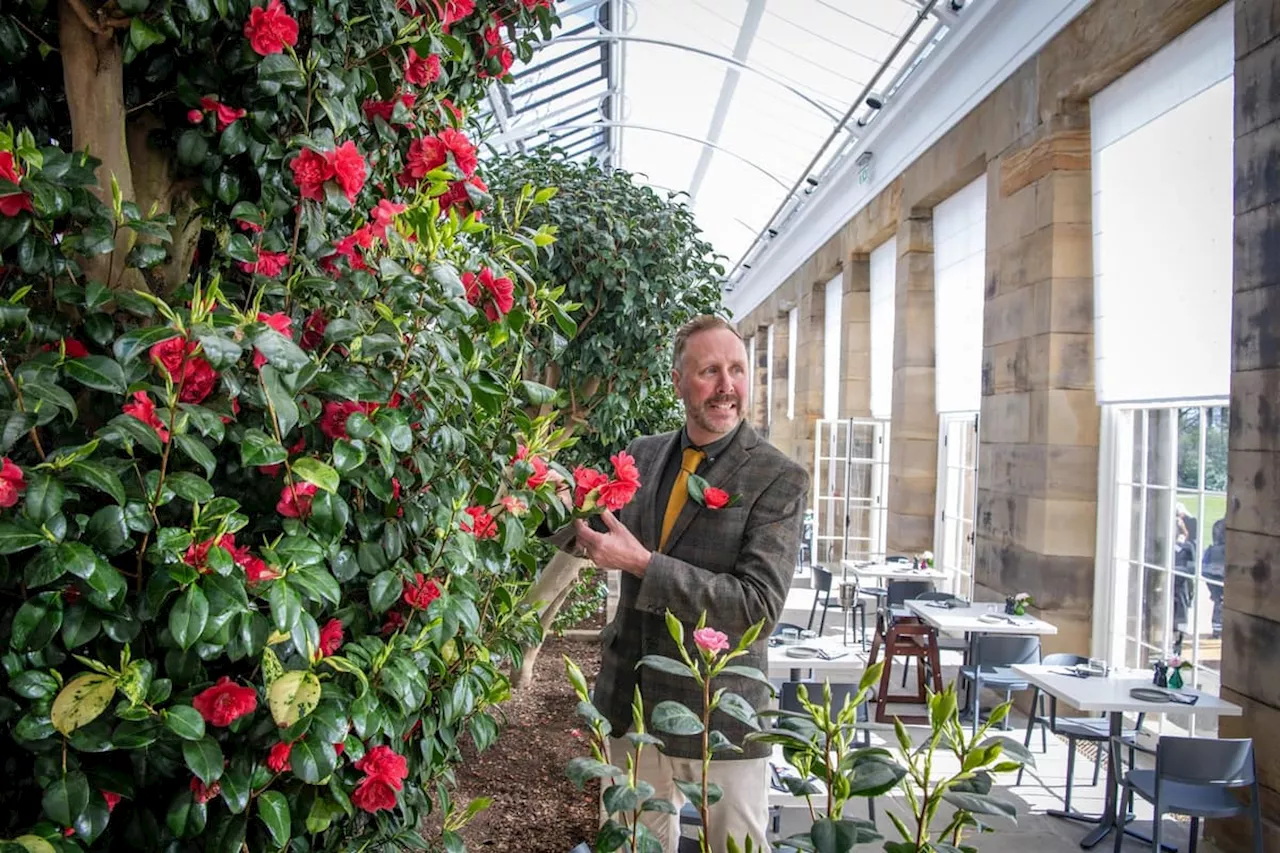 Wentworth Woodhouse: Transforming a near derelict Yorkshire ruin into a global tea house