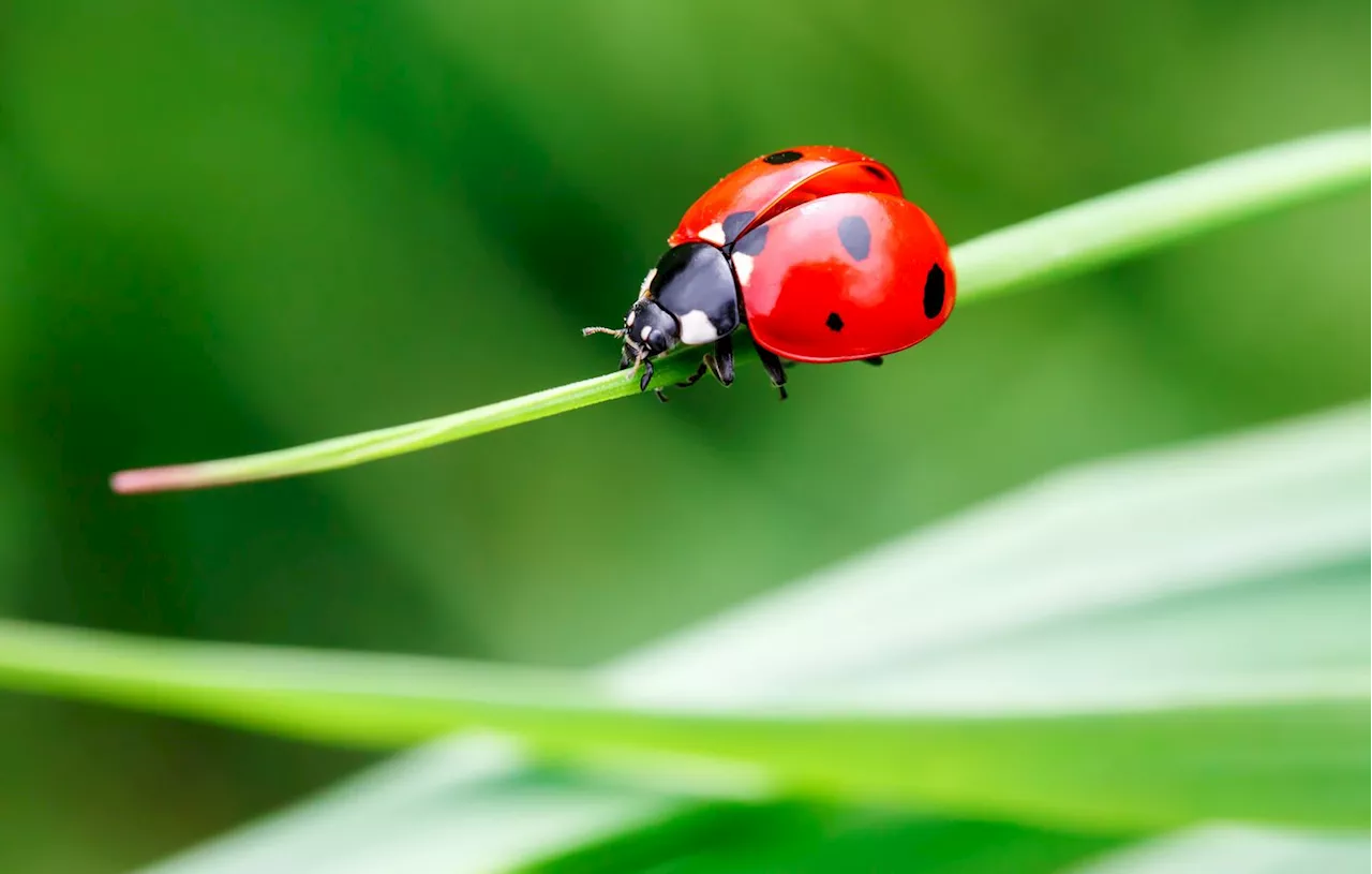 Comment faire venir les coccinelles dans votre jardin ?