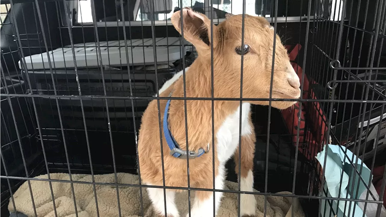 Baby goat looking for new home after being rescued by deputies