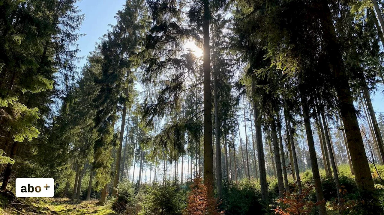 Schweizer Post findet Förster für Wald in Thüringen