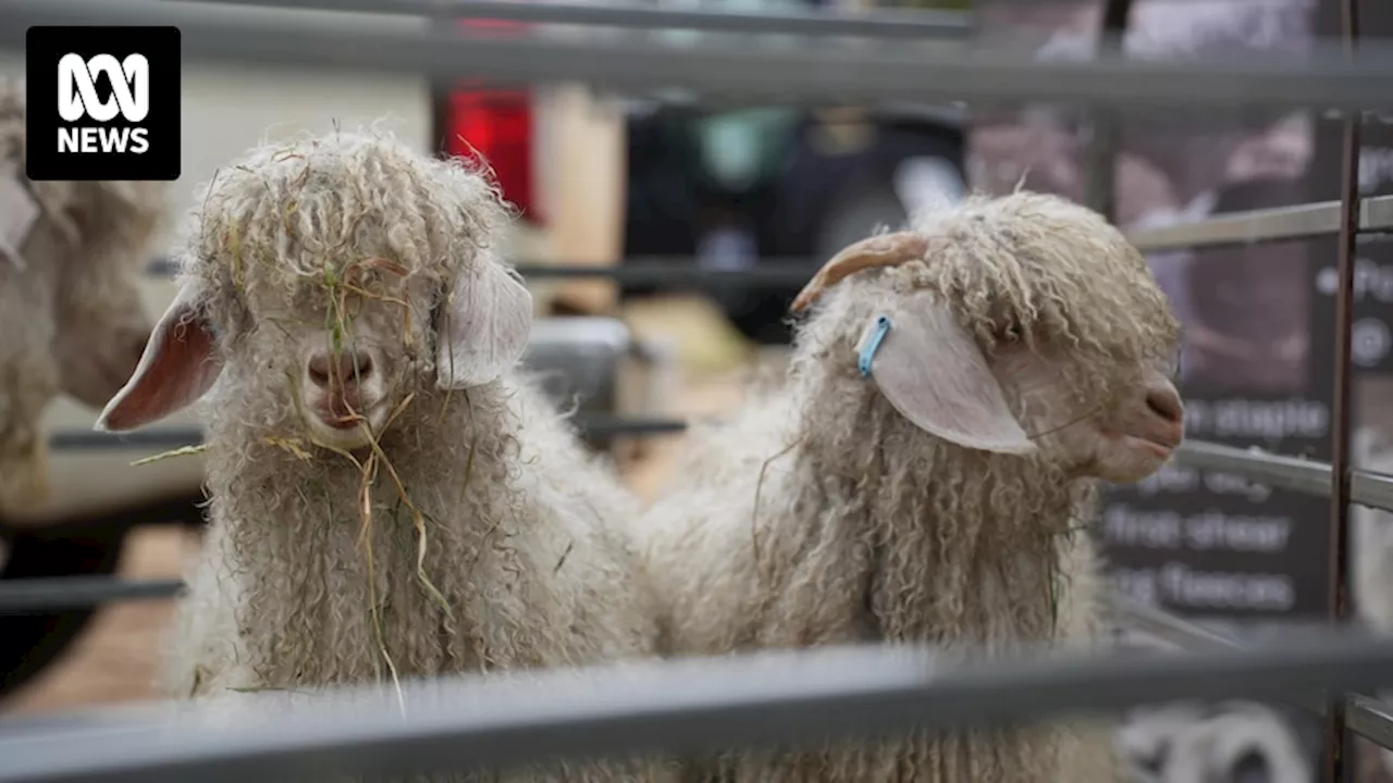 Goat farmer hopes genetic breeding program will improve Australian Angora wool quality