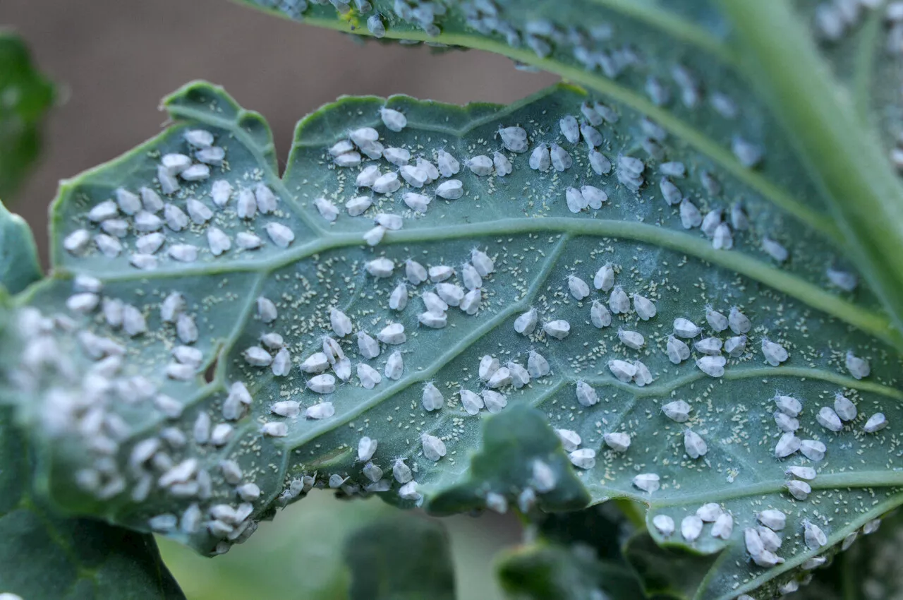 Des mouches blanches envahissent ses plantes près de Caen : les conseils de Bertrand