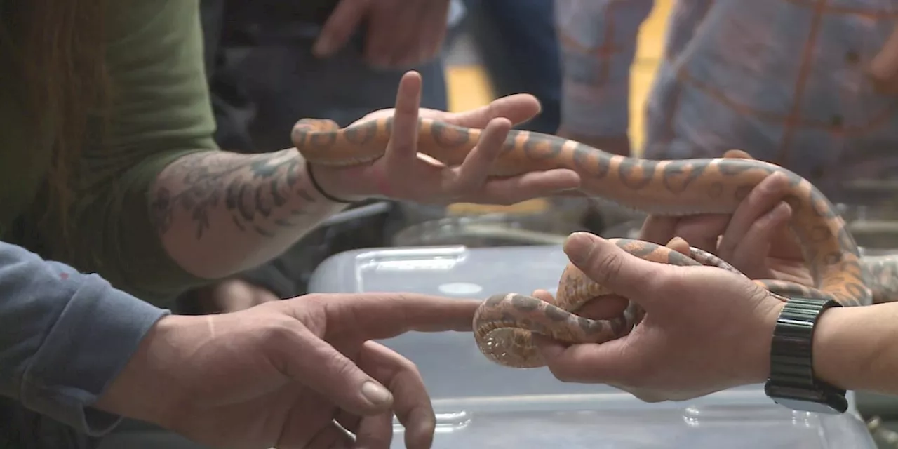 All Alaska Reptile and Exotics Expo draws thousands to West High School