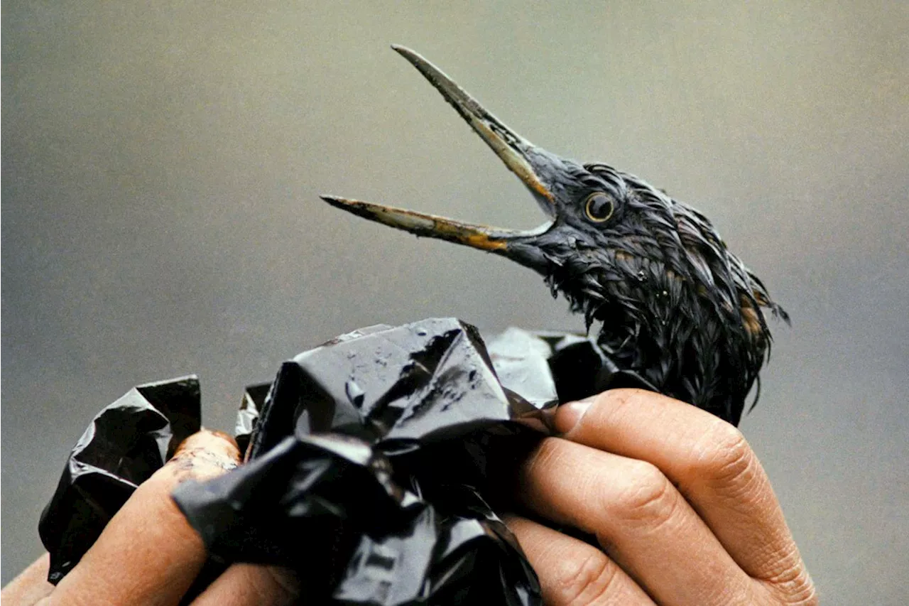 Today in History: Exxon Valdez crashes in Alaska, creates massive oil spill