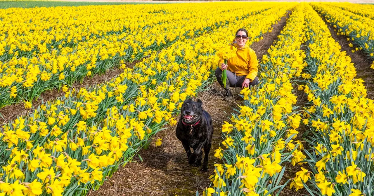 Millions of Daffodils Blooming in Scotland