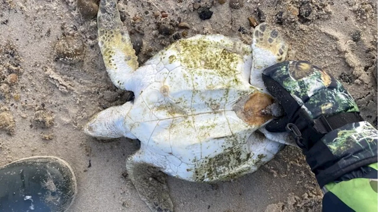 Strandet skildpadde er et endnu vildere fund, end eksperterne først troede