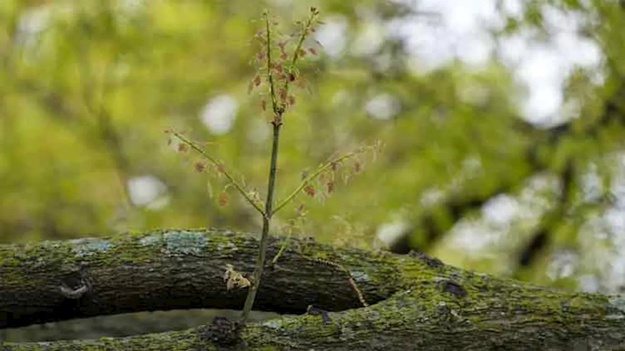 Allergy season arrived early in US. Here's how to keep pollen from ruining your spring