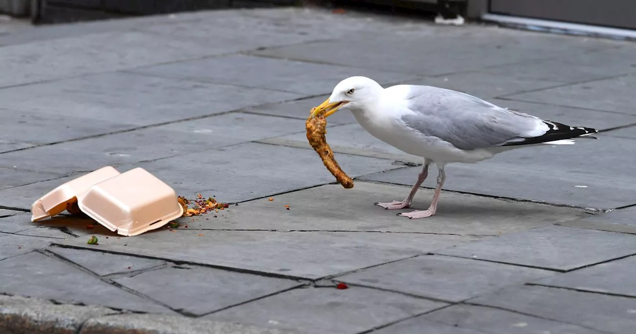 What Liverpool's burly, brazen seagulls say about city problem