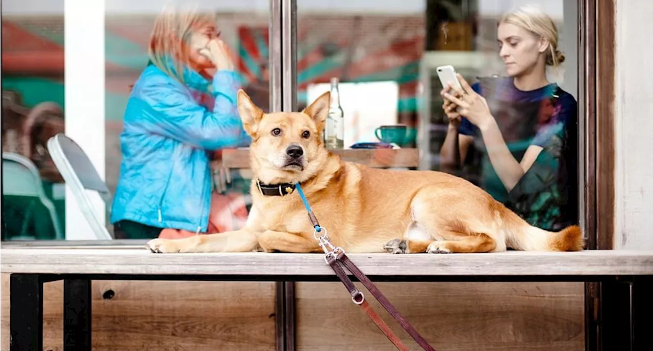 Diputada local Elizabeth Mateos presentó una iniciativa para que la CDMX sea pet friendly