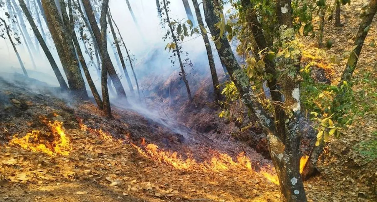 Reportan incendio en el Parque Nacional 'El Chico'