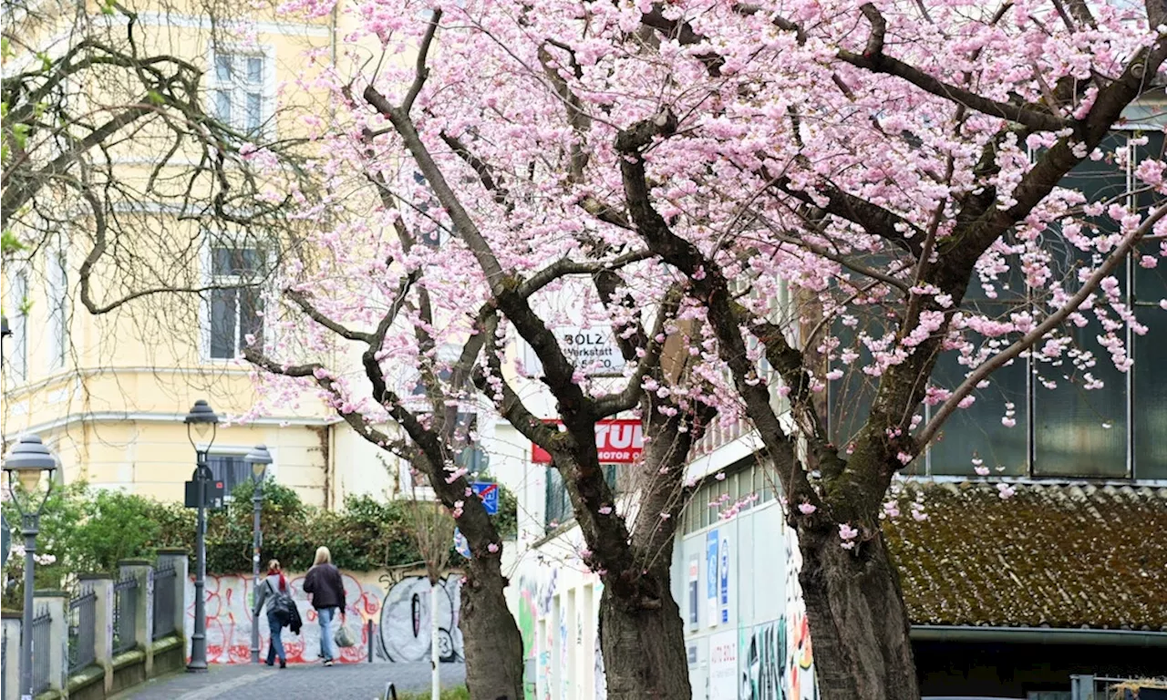 Bonner Kirschblüte möglicherweise „so früh wie noch nie“