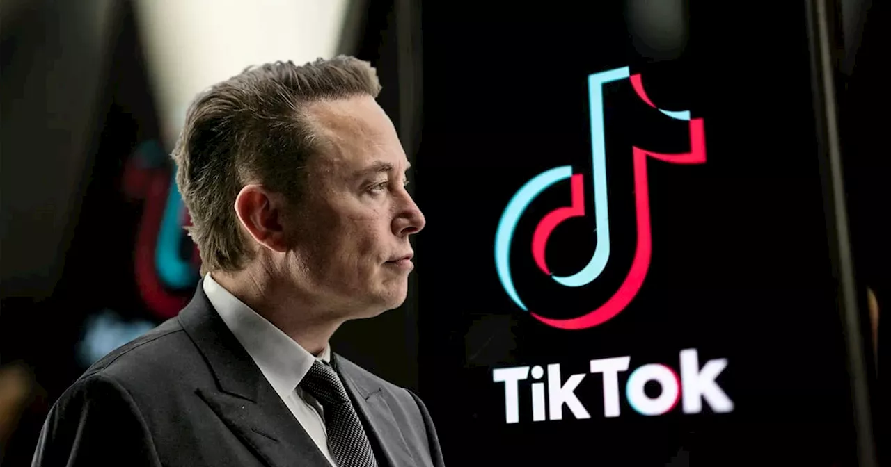 Elon Musk odia a TikTok: tras probar su algoritmo encontró algo perturbador