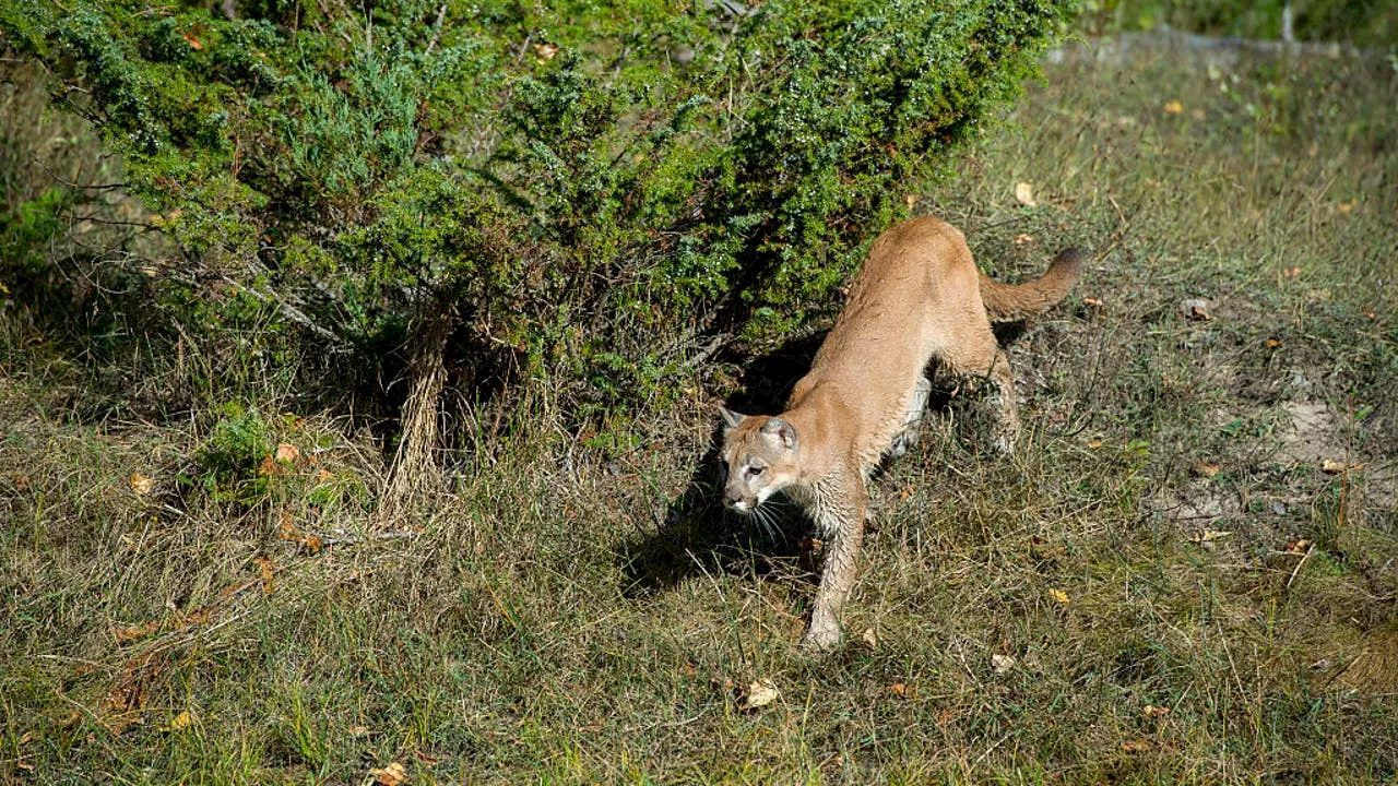 Mountain lion kills man, mauls brother in Northern California attack