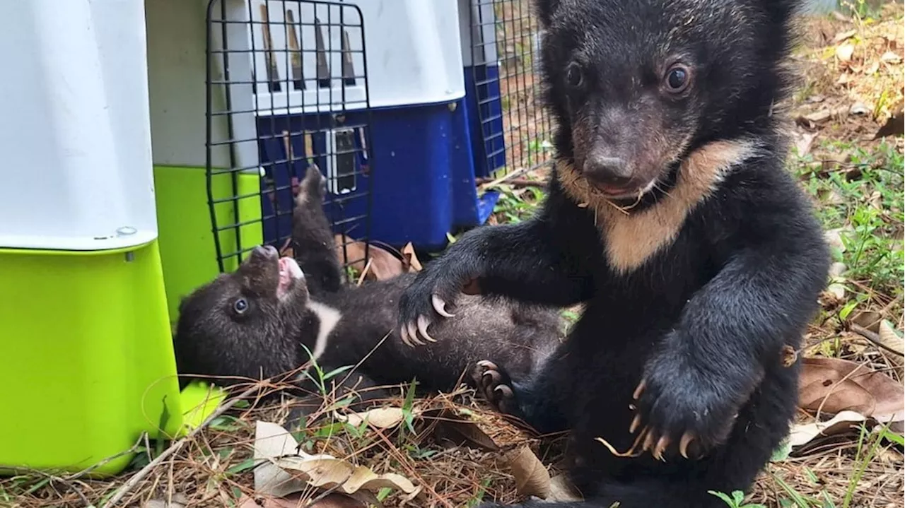 Laos : seize ours noirs d'Asie, une espèce menacée, sauvés en une journée