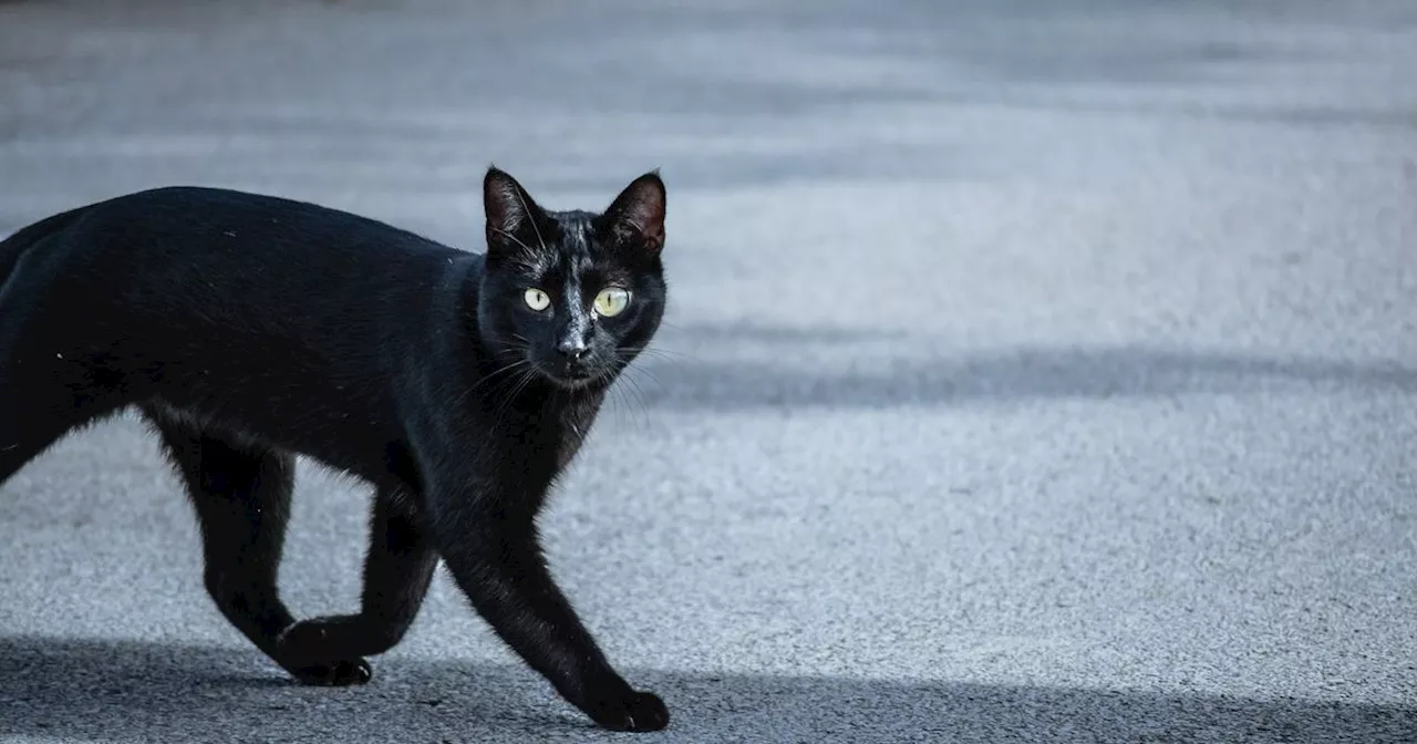 Cat found dead at Paisley roundabout as vet launches appeal to trace owner