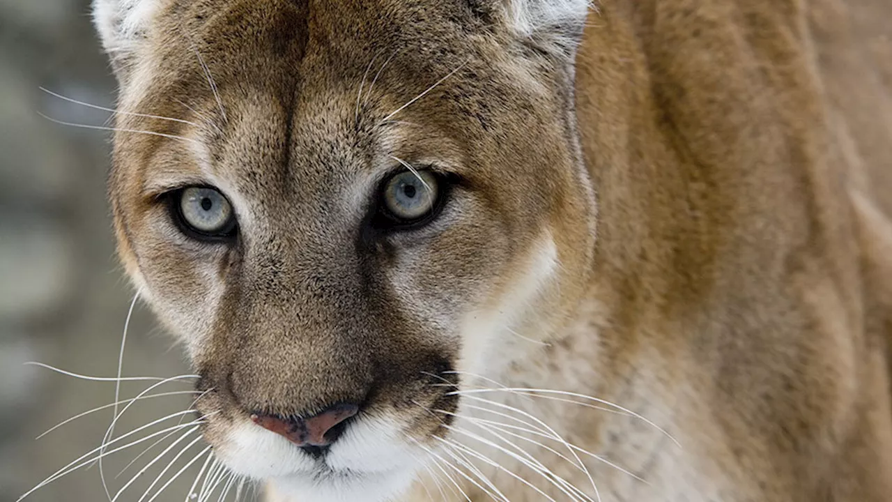 Mountain lion kills man, injures brother in rare California fatal attack