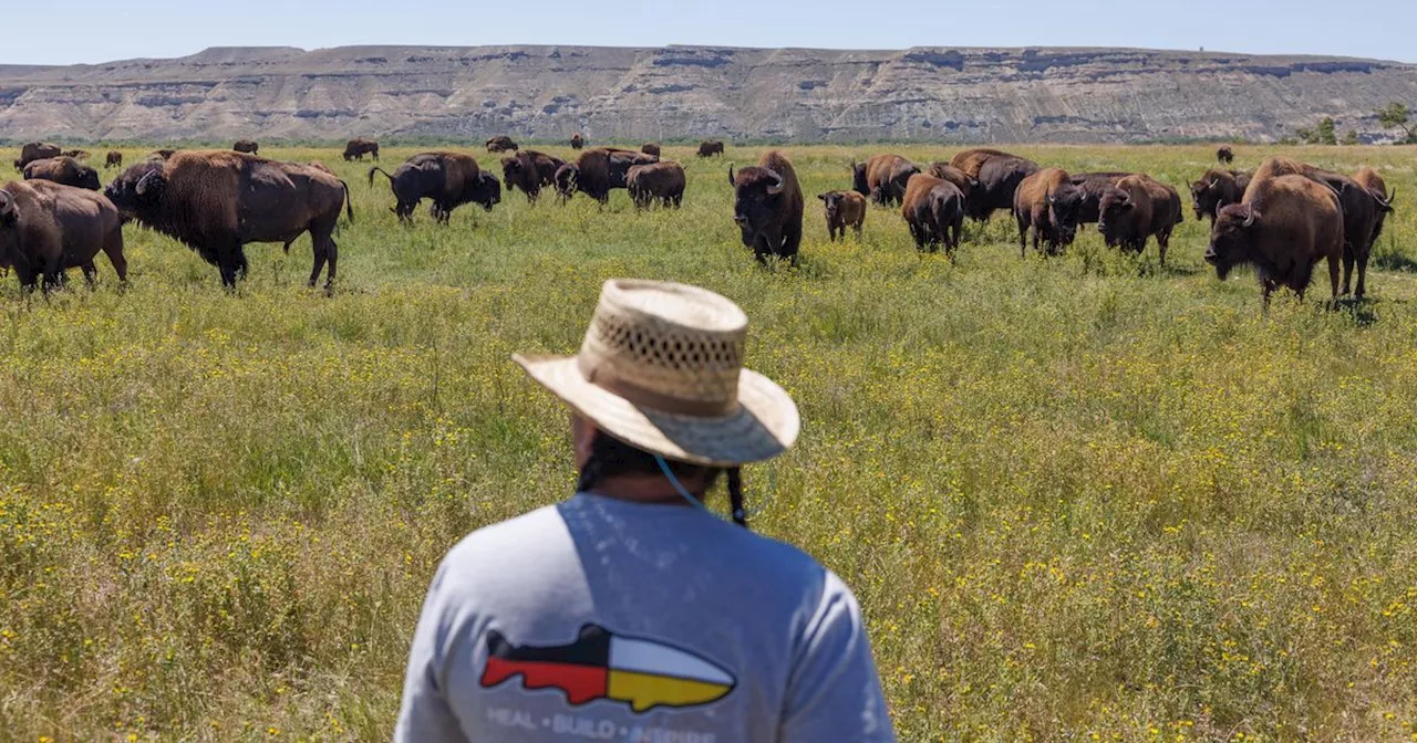 How A Dream To Bring Back Wild Buffalo Is Slowly Decolonizing Tribal Land