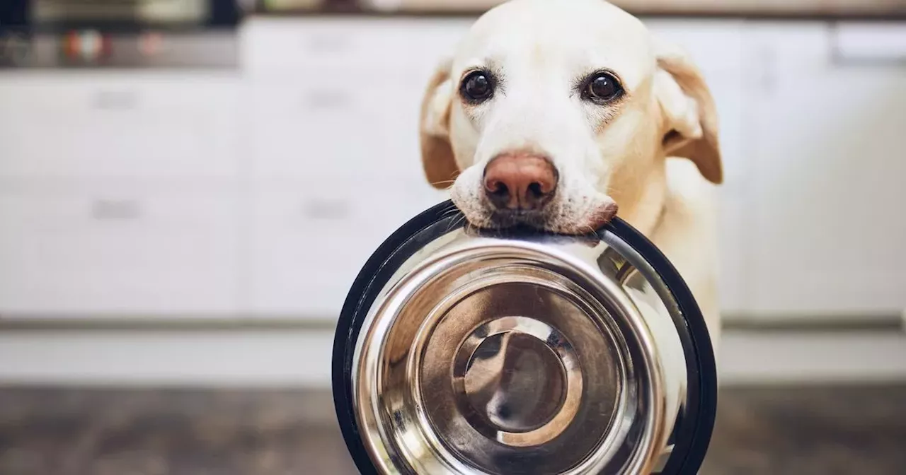 Vet's stark warning over TikTok trend where owners trick dogs with lemon slices