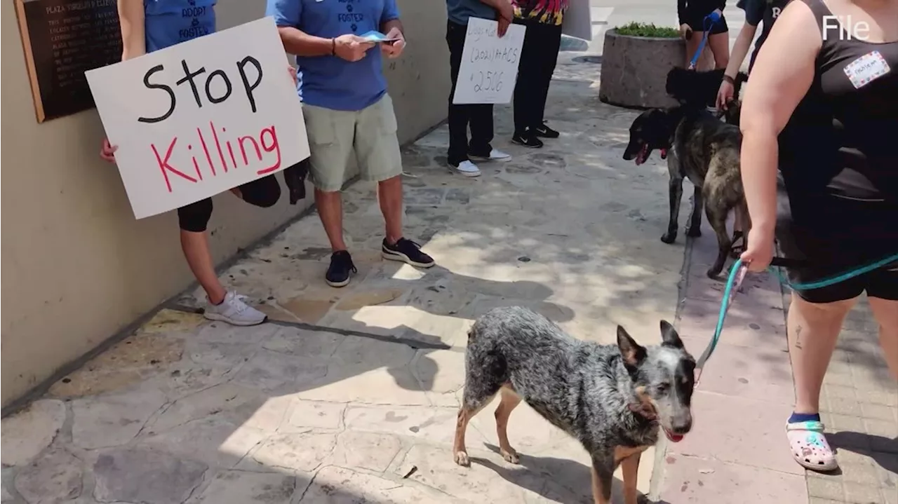 Stop the Killing March aims to raise awareness for thousands of healthy animals euthanized every year