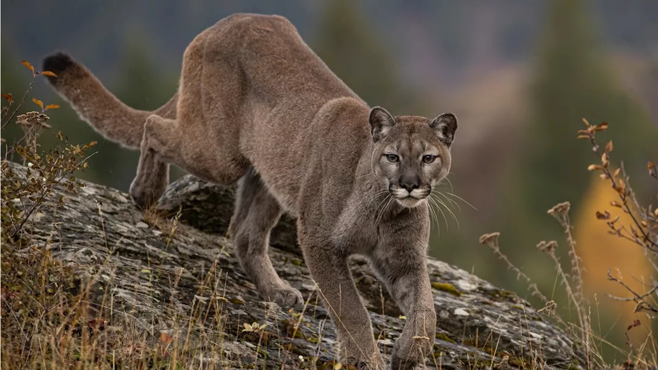 1 killed, 1 hurt in California mountain lion attack